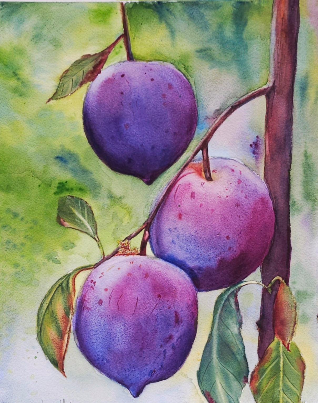 plum Harvest - original watercolor fruit painting